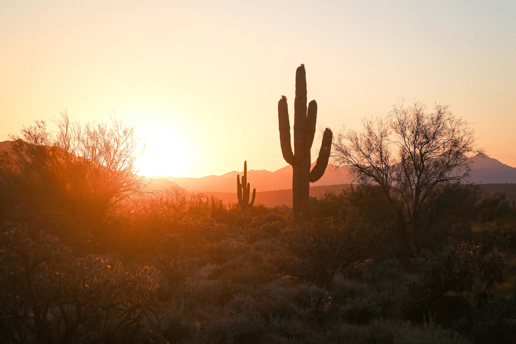 Arizona-desert-cactus