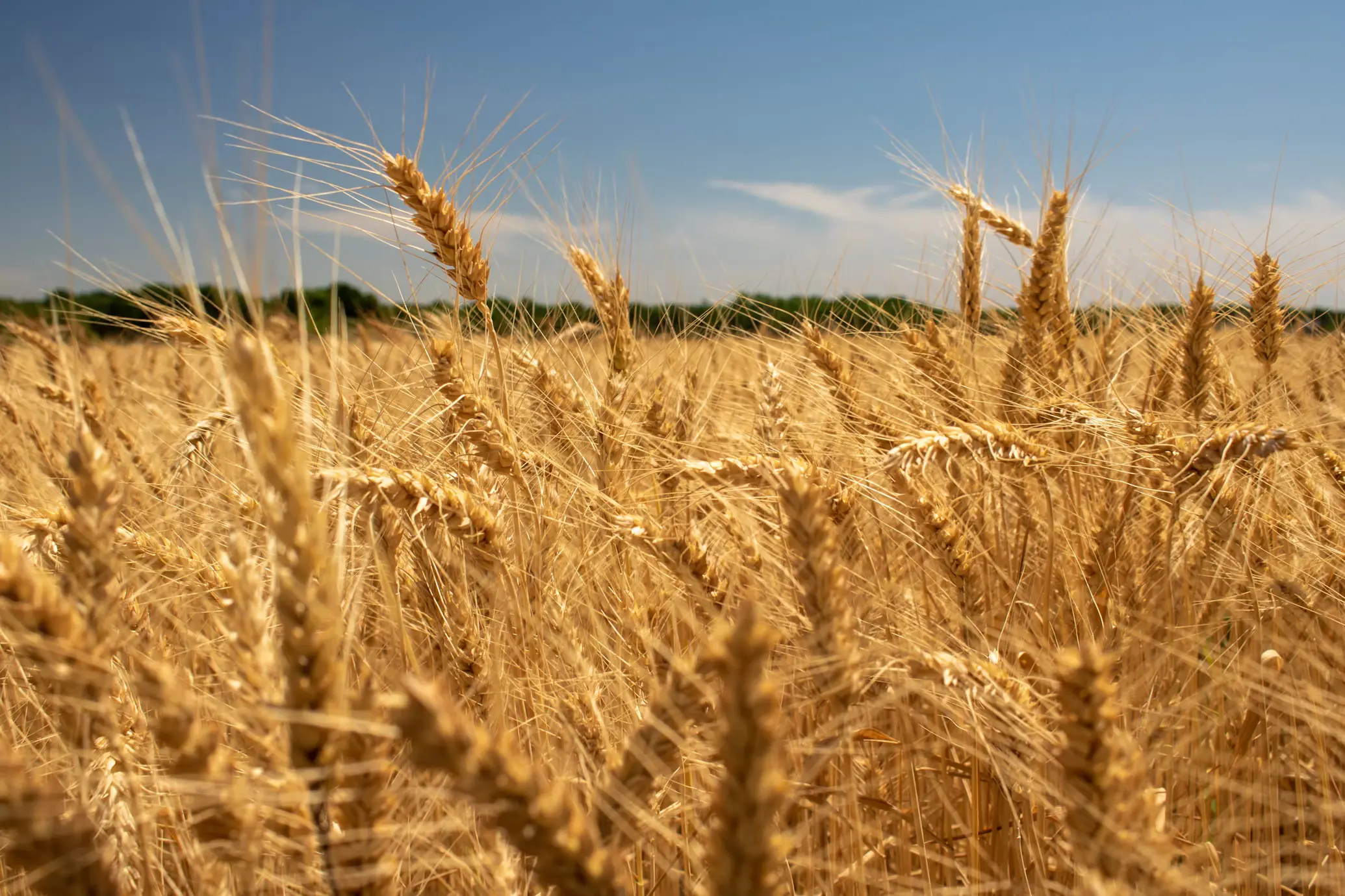 Kansas-wheat-field