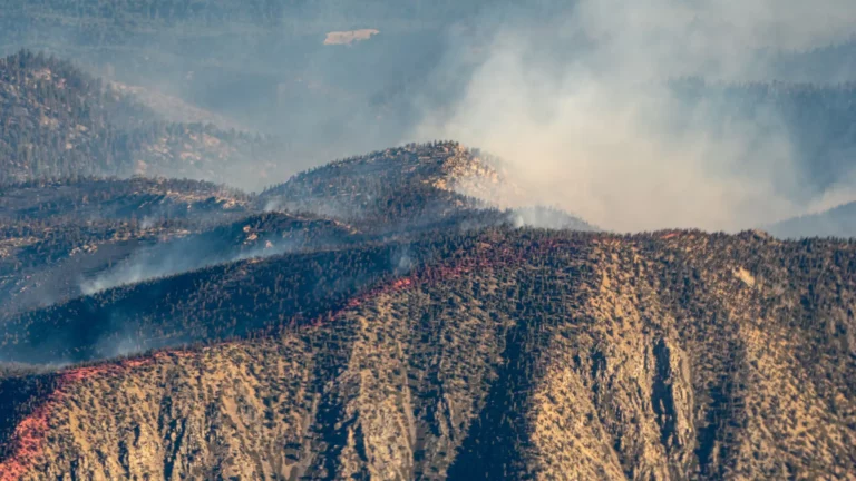 Fire Watch Essentials For California